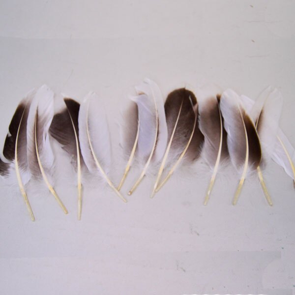 Goose Tail Feathers