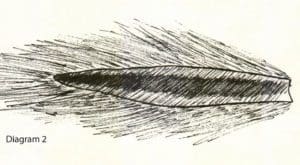 deer tail porcupine roach how to 