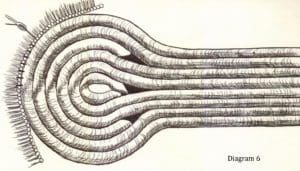 Hair to base porcupine roach