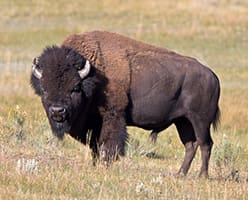 Native Americans and Buffalo