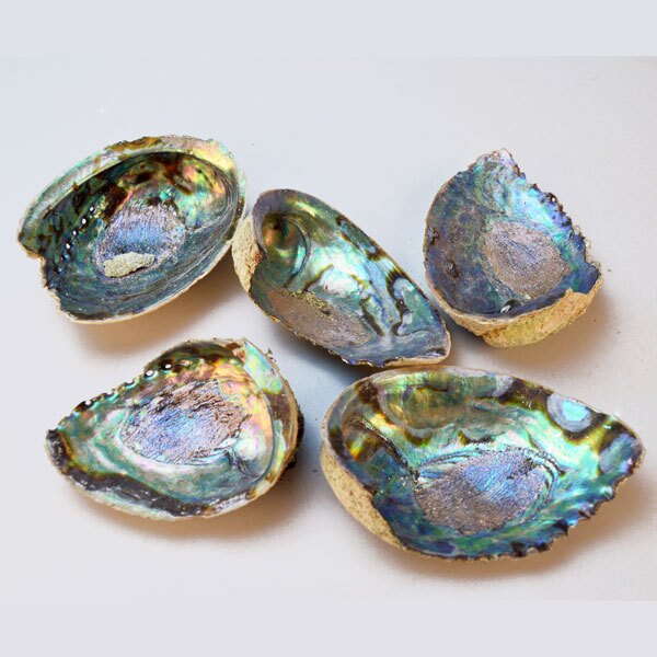 Abalone Shells & Scallop Shells Broken Pieces Abalone Shells & Scallop Shells Broken Pieces