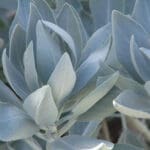 Guides to Healing Plants