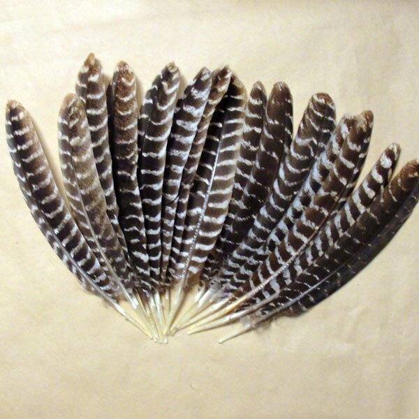 Barred Wing Feathers Barred Wing Feathers