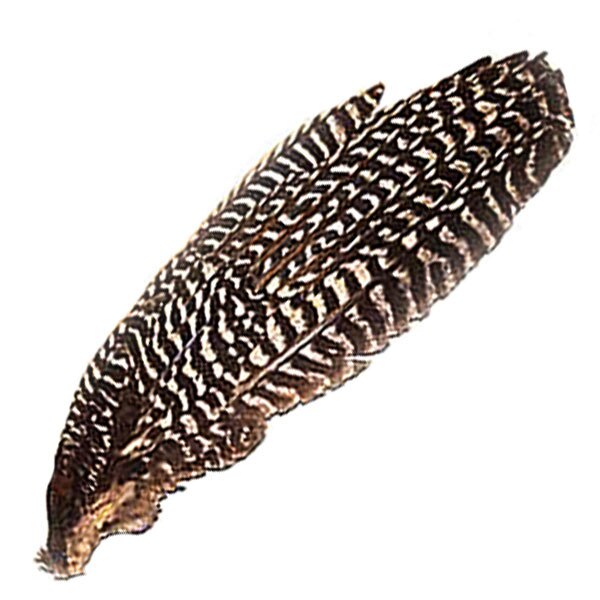 Primary Turkey Wing - 20% Off!