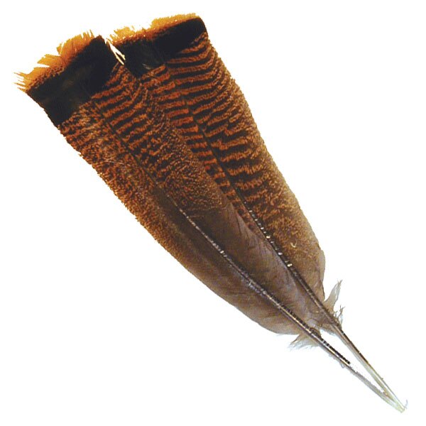 Bronze Turkey Tail Feathers Bronze Turkey Tail Feathers
