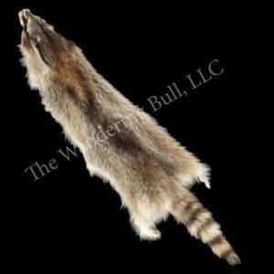 Raccoon Pelt - Cased