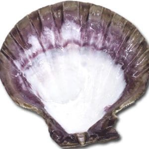 Atlantic Scallop Shell