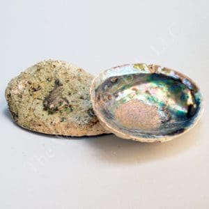 Abalone Shell - Blue