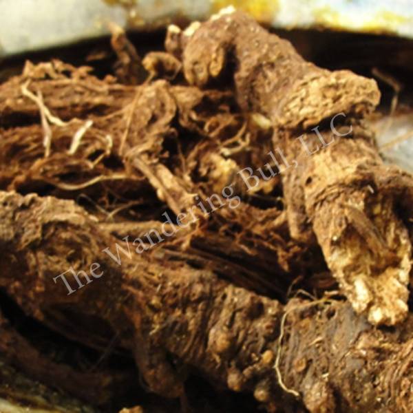 Herb – Osha Root – 20% OFF