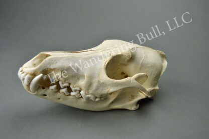 Coyote Skull