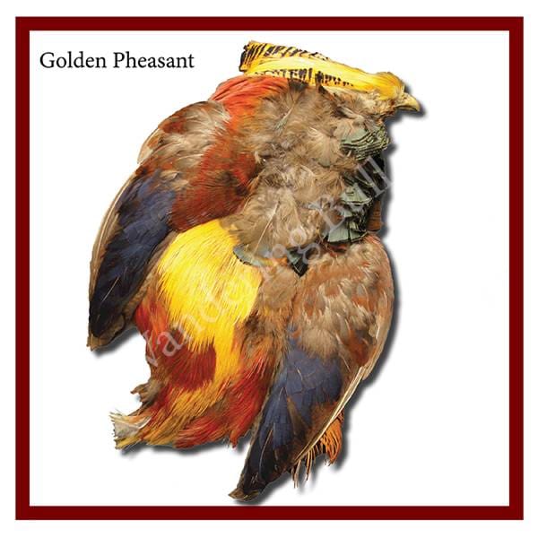 Golden Pheasant Skin