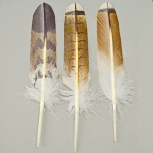 Hand Painted Hawk Feathers