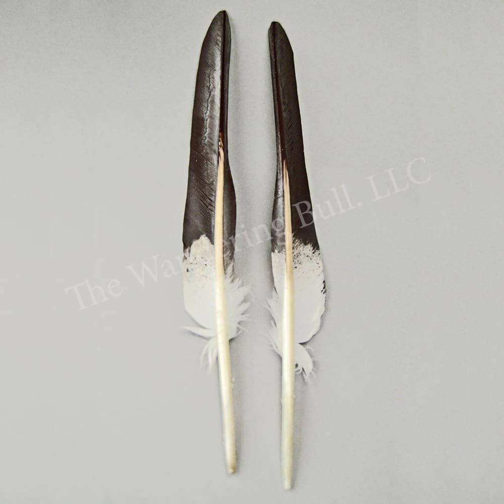 10 x White Buffalo Bone Imitation Eagle Talons 38mm/1.5" Native American Craft 