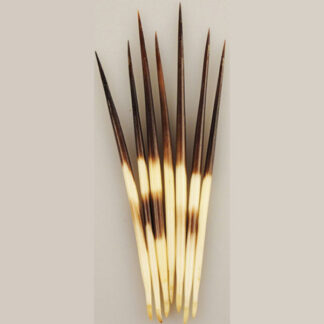 African Porcupine Quills