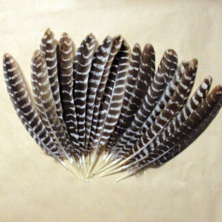 Barred Wing Feather Seconds