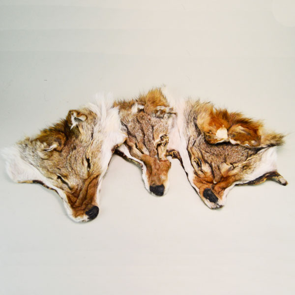 Coyote Faces Coyote Faces