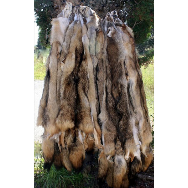 Coyote Pelts - Whole