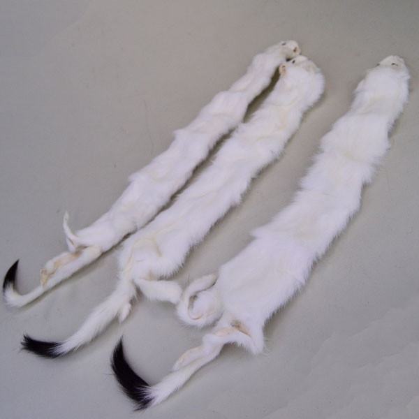 Ermine Skins Ermine Skins