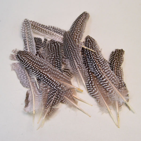 Guinea Hen Wing Feathers