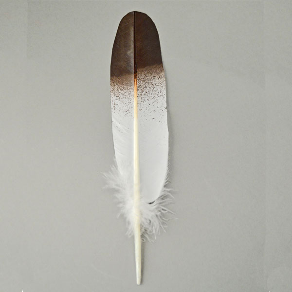 Hand-painted "Eagle" Feathers