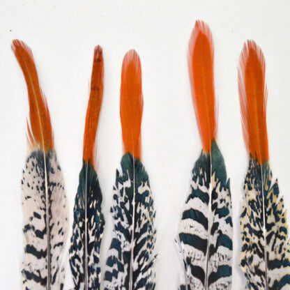 Orange Top Pheasant Feathers top detail