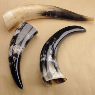 Polished Steer Horns