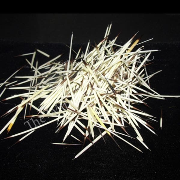 Natural White porcupine quills.
