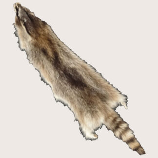 Raccoon Pelt - Cased