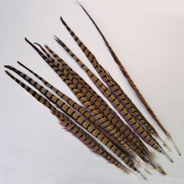 Ringneck Pheasant Tail Feathers Ringneck Pheasant Tail Feathers
