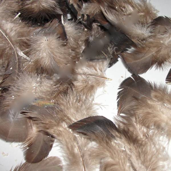 Turkey Body Plumage Turkey Body Plumage