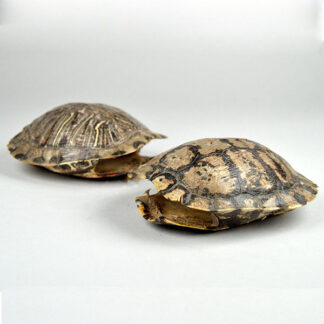 Two Sizes of Turtle Shells