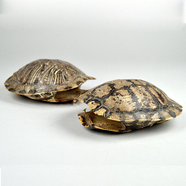 Turtle Shell
