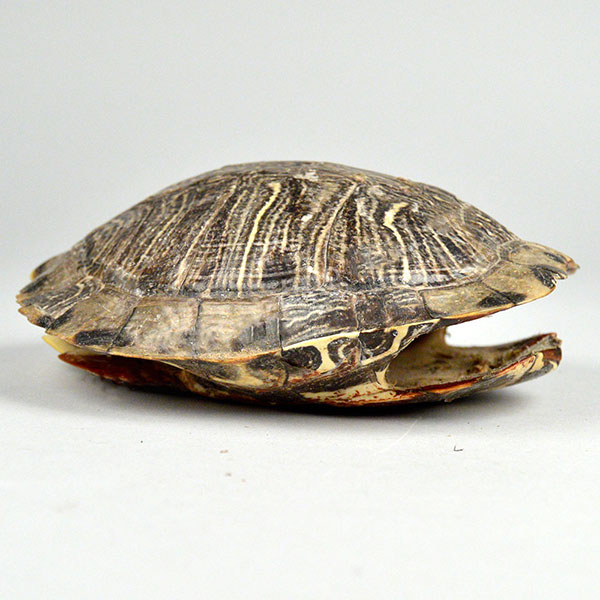 Turtle Shell side view