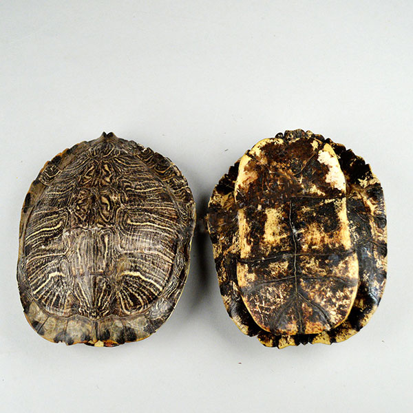 Turtle Shell top and bottom views