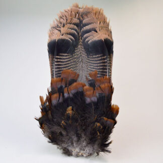 Whole Turkey Tail with long and short feathers