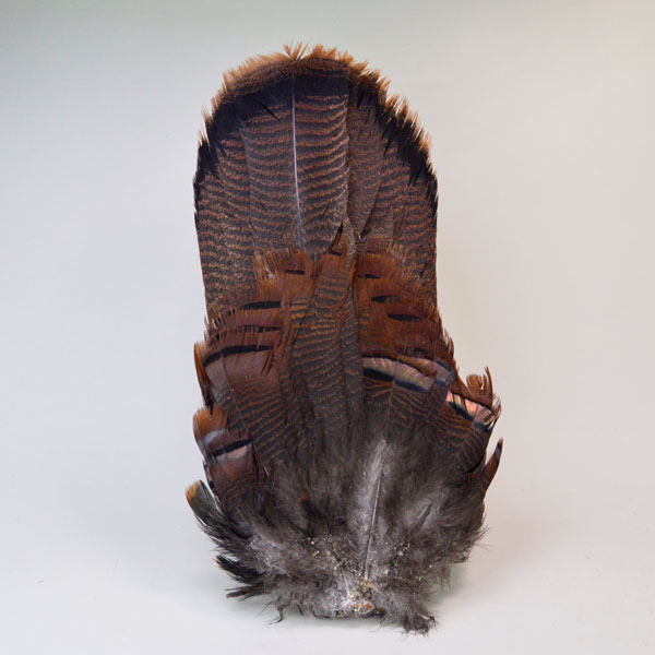 Whole Turkey Tail with long and short feathers