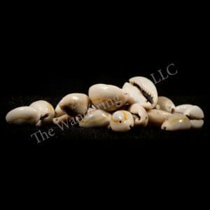 Ring Top Cowrie Shells