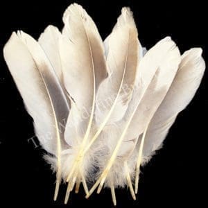 Goose Tail Feathers