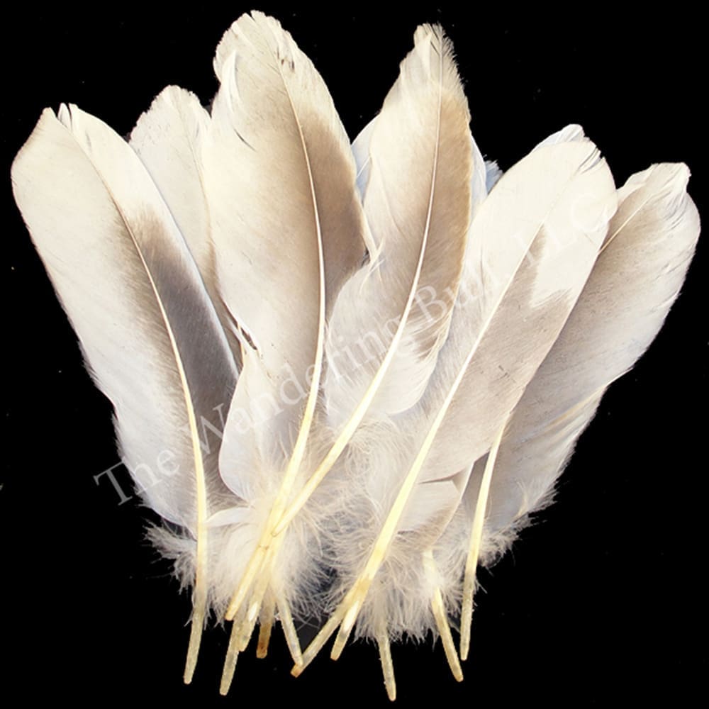 Goose Tail Feathers - Wandering Bull Native American Shop