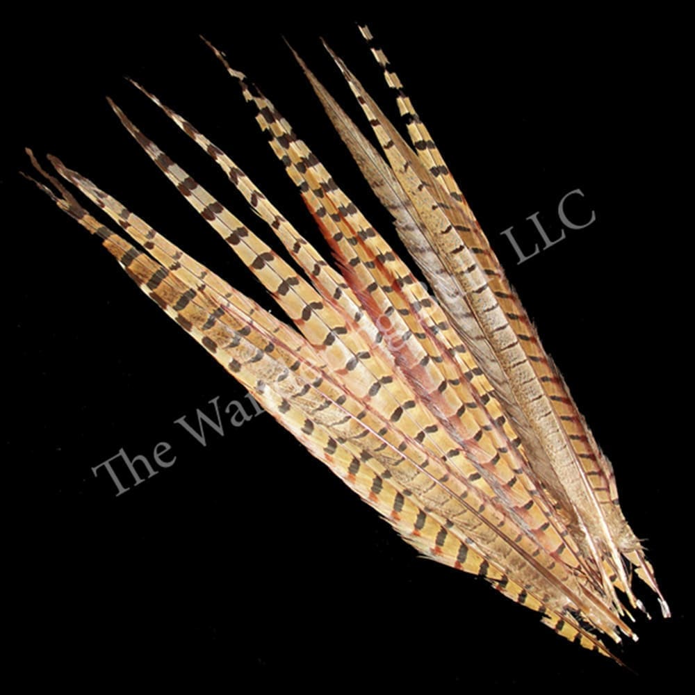 Ringneck Pheasant Feathers - Female - The Wandering Bull