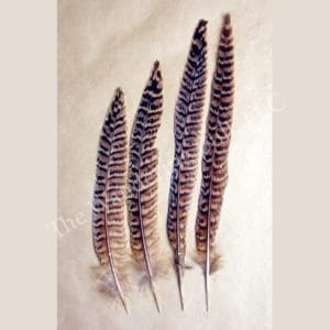Ringneck Pheasant Tail Feathers - Female