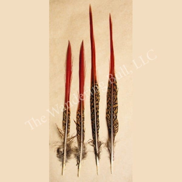 Red Top Pheasant Feathers