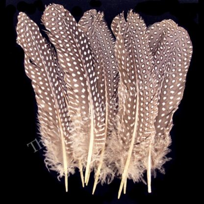 Guinea Hen Wing Feathers