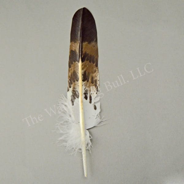 Handpainted Cooper's Hawk Feather
