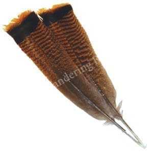 Bronze Turkey Tail Feathers - Seconds