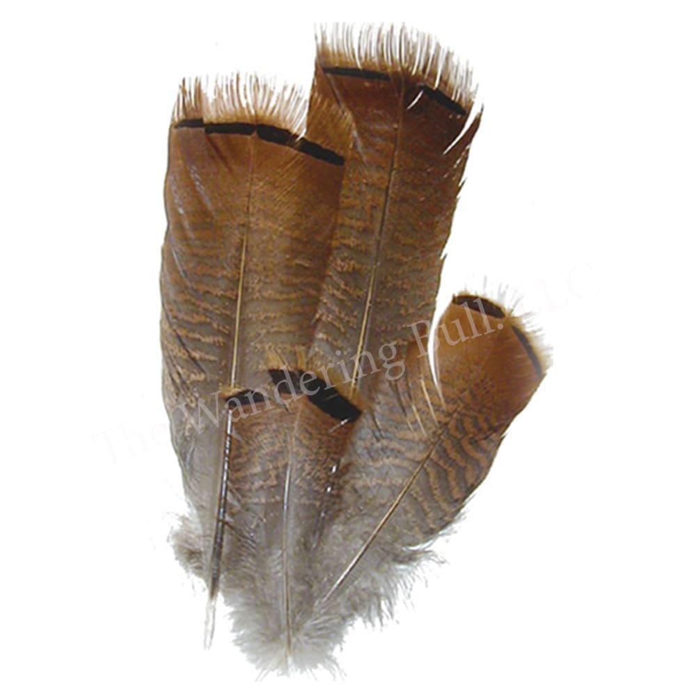 Bronze Turkey Hen Feathers Qty: 20 Size: 5-5.5 (Melleagris gallapavo)