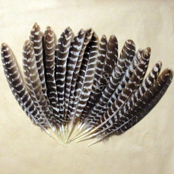 Barred Wing Feathers