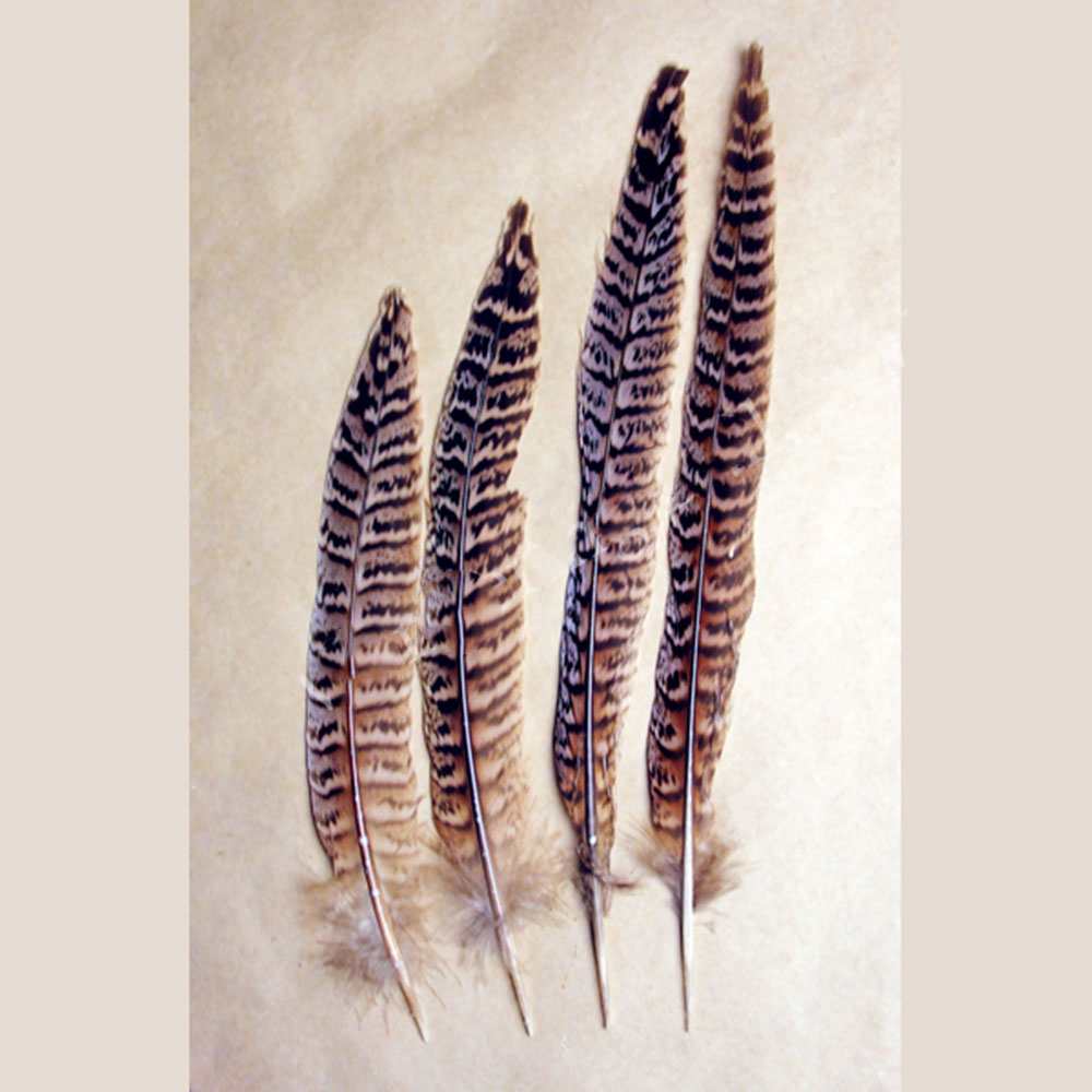 Ringneck Pheasant Tail Feathers - Female