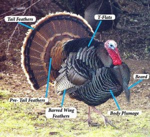 Turkey Feathers History