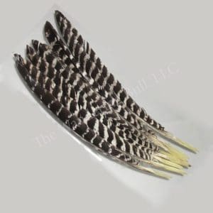 Turkey Spike Feathers - Natural